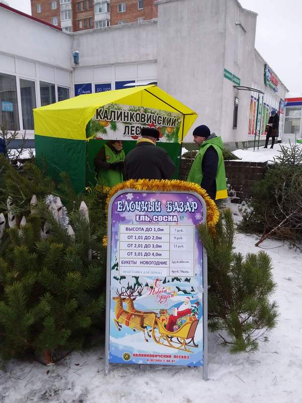 Елки 1