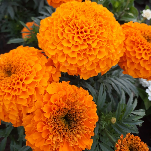 Тагетис Antigya F1 Orange