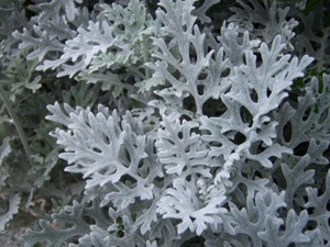 Цинерария silverdust